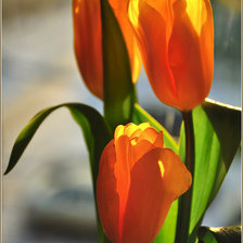 Схема вышивки «картина»