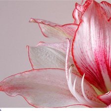 Схема вышивки «лилия»