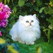 Схема вышивки «пуся»