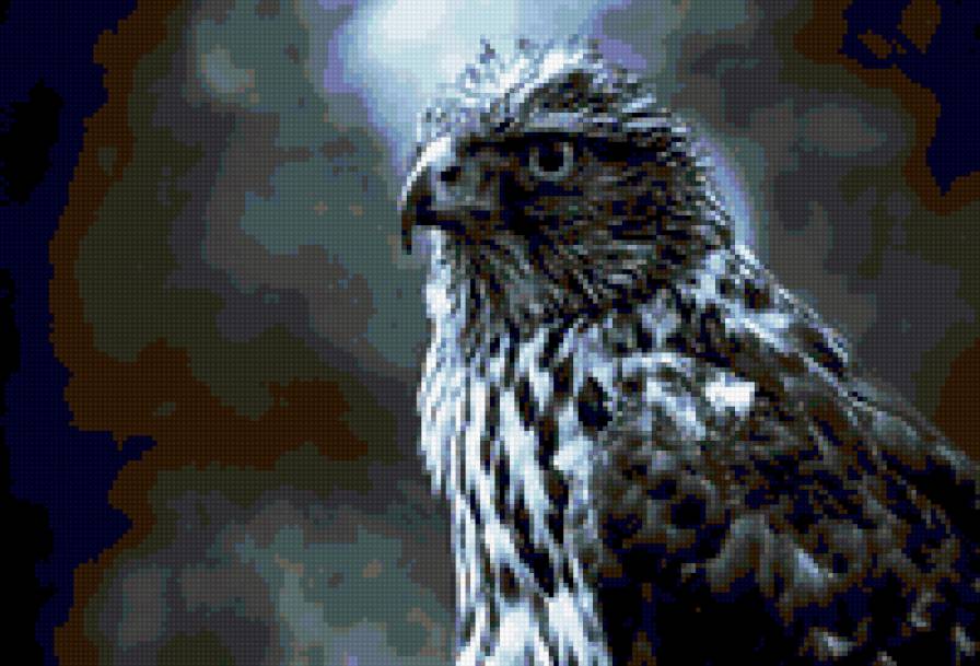 Орел - птица, соколо - предпросмотр