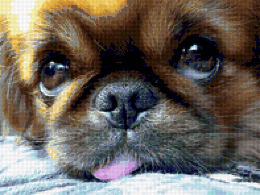 №312048 - щеное, животные, собака, портрет, глаза - предпросмотр