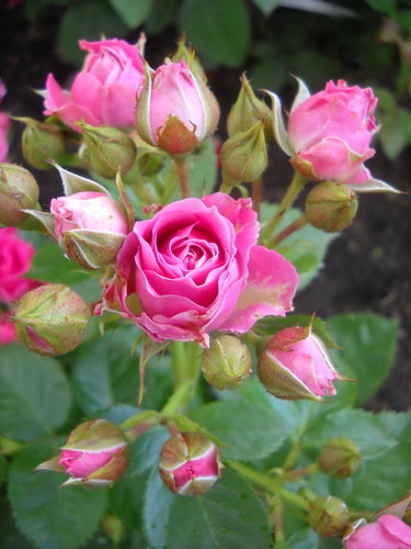 розы - цветы, розы - оригинал