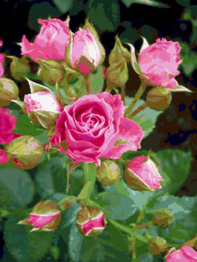 розы - цветы, розы - предпросмотр