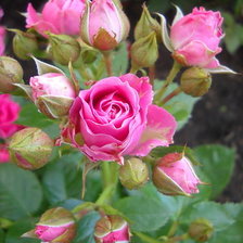 Схема вышивки «розы»