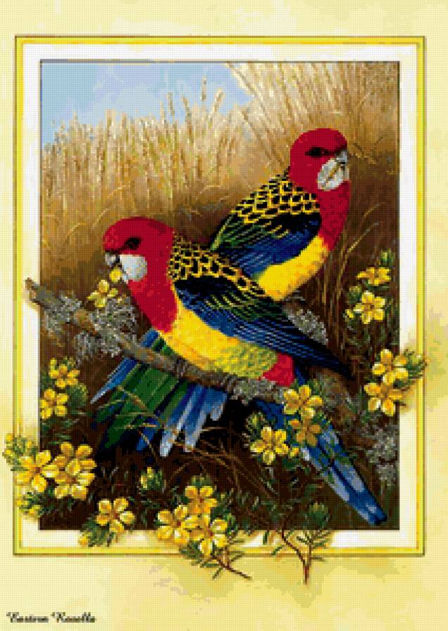 Попугайчики - предпросмотр