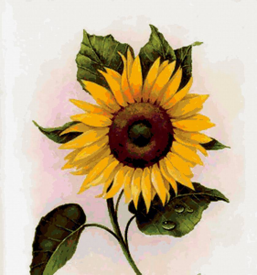 подсолнух - предпросмотр