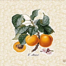 Схема вышивки «АБРИКОСЫ»