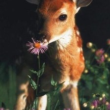 Схема вышивки «олень»