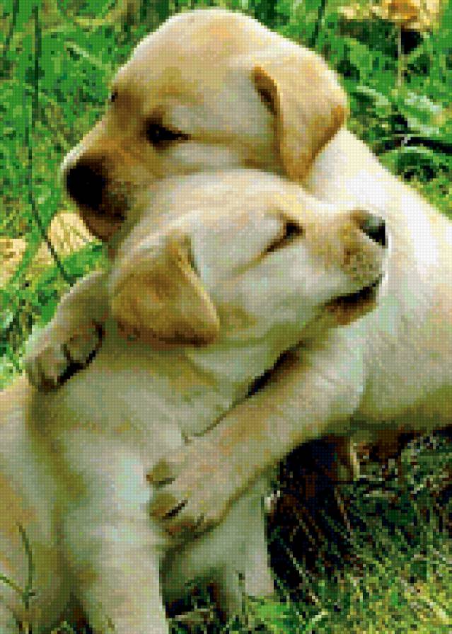 собаки - собаки - предпросмотр