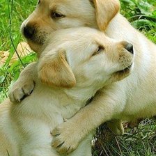 Схема вышивки «собаки»