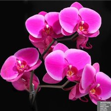 Схема вышивки «№312368»