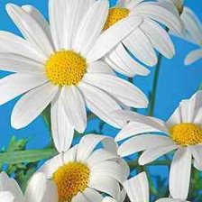 Схема вышивки «ромашки»