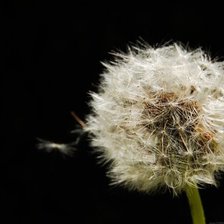 Схема вышивки «одуванчик2»