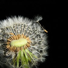 Схема вышивки «одуванчик3»