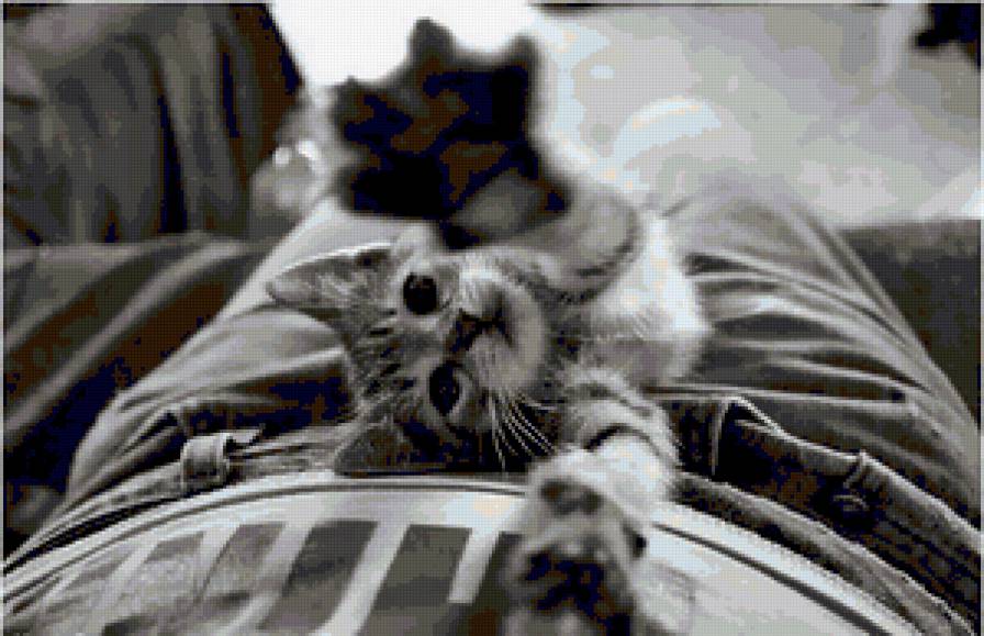 Cat - предпросмотр