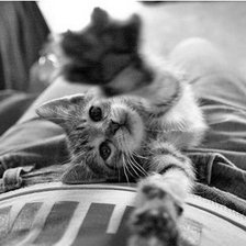 Схема вышивки «Cat»