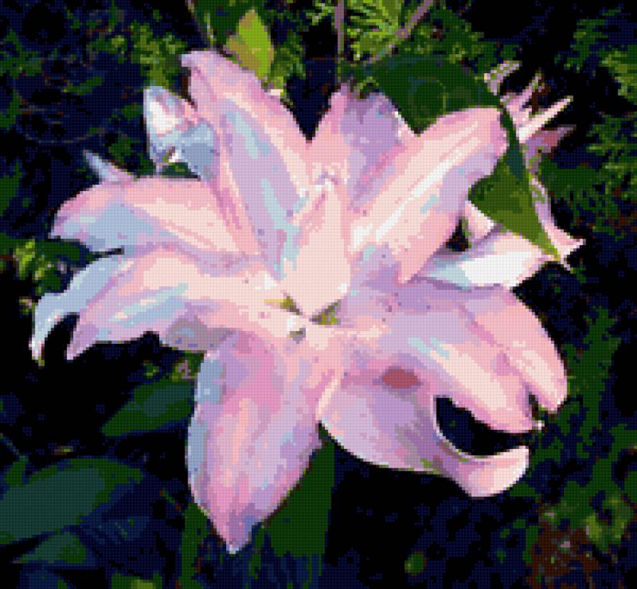 лиловая лилия - лиловая лилия - предпросмотр