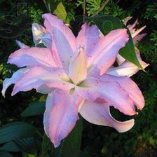 Схема вышивки «лиловая лилия»