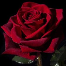 Схема вышивки «красная роза»