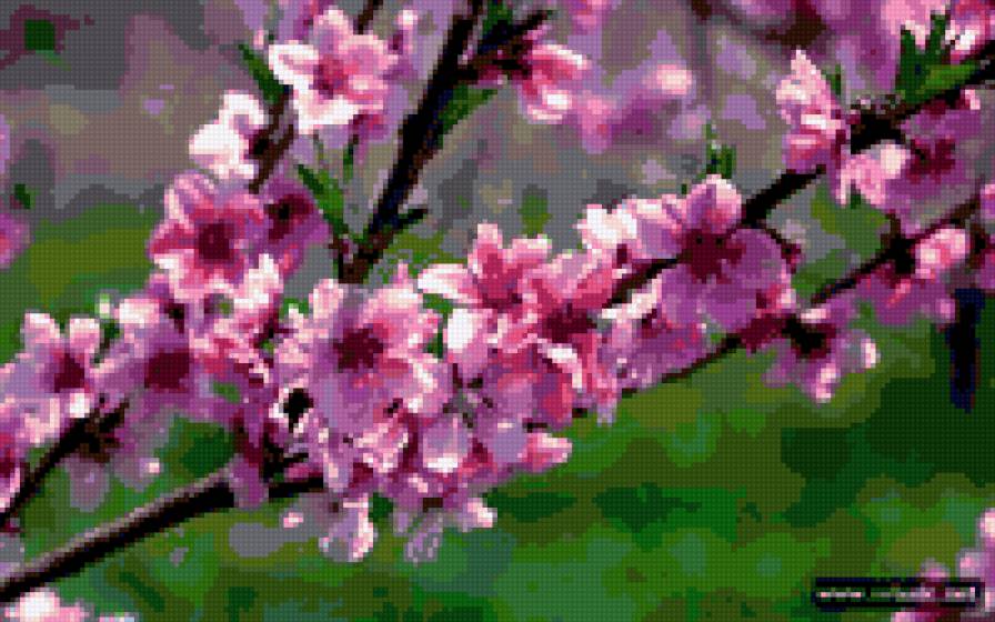 персик - персик - предпросмотр