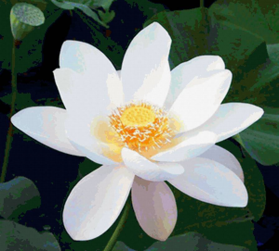 Белый лотос - цветы - предпросмотр