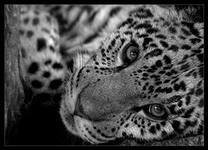 Схема вышивки «кися»