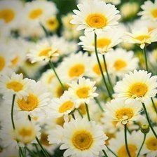 Схема вышивки «089»