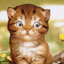 котенок с бабочкой