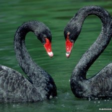 Схема вышивки «Черные лебеди»