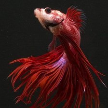 Схема вышивки «Рыбка»