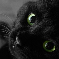 Схема вышивки «черный кот»