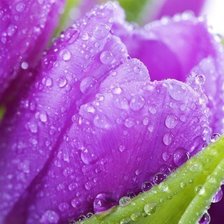 Схема вышивки «Тюльпаны»