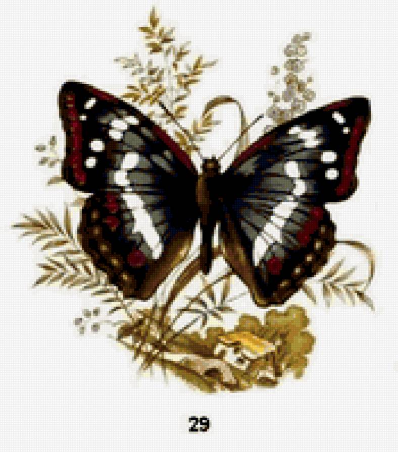 бабочка - бабочки - предпросмотр