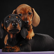 Схема вышивки «Таксы»