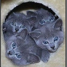 Схема вышивки «котята»