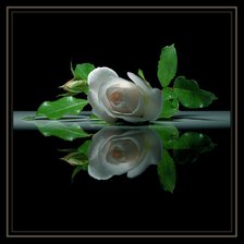 Схема вышивки «роза»