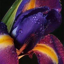 Схема вышивки «квіти»