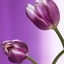 Схема вышивки «тюльпаны»