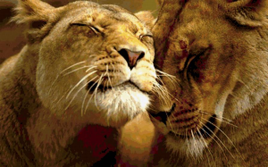 львы - предпросмотр