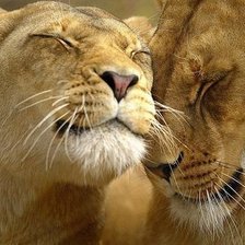 Схема вышивки «львы»