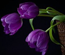 Схема вышивки «тюльпани»