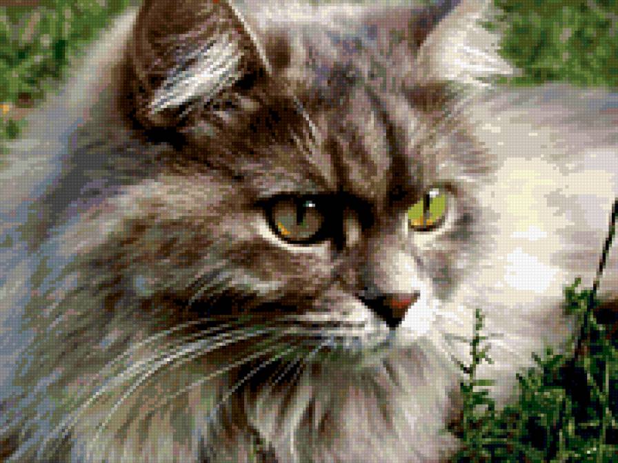 кот - кот - предпросмотр