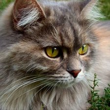 Схема вышивки «кот»