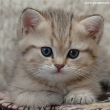 Схема вышивки «котя»