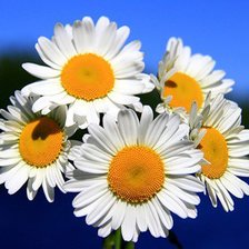 Схема вышивки «ромашки»