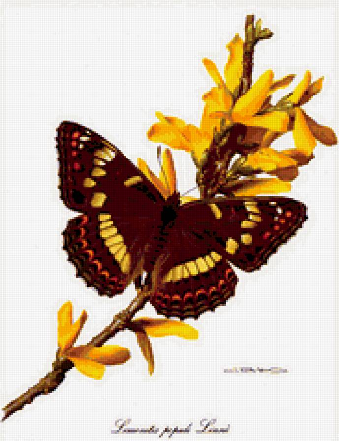 бабочка - волшебный мир - предпросмотр