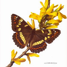 Схема вышивки «бабочка»