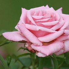 Схема вышивки «№314255»