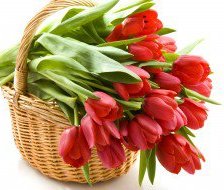 Схема вышивки «тюльпани»