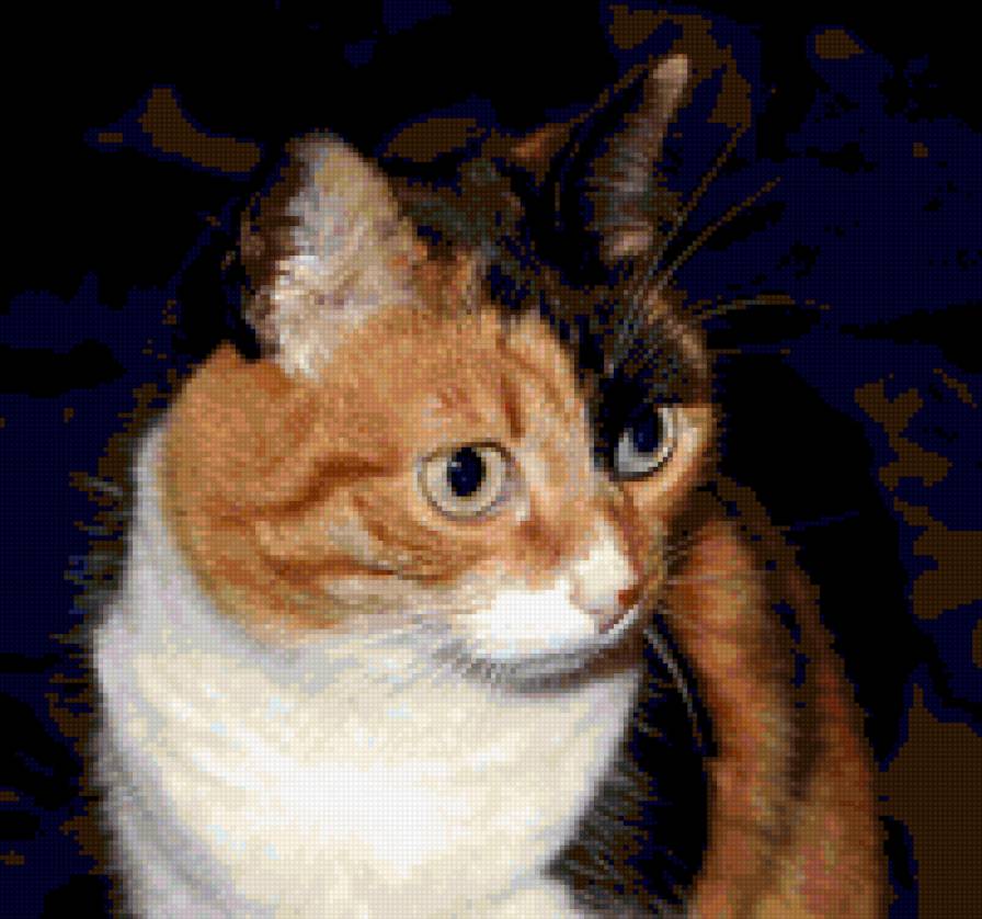 Кошка Ляпа - кошки - предпросмотр